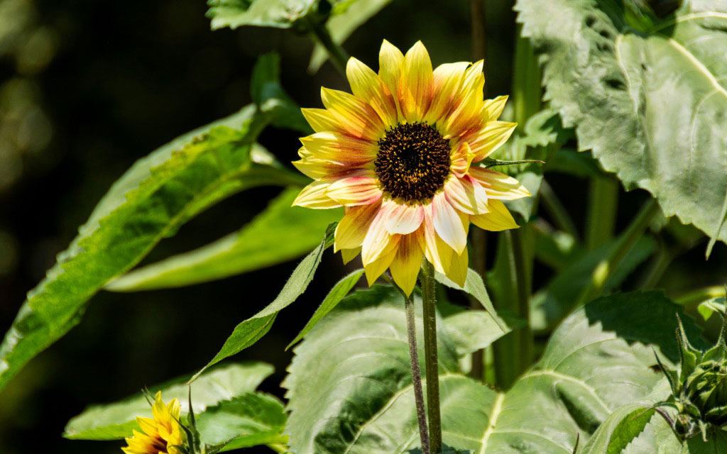 Bicolor Sunflower in Full Bloom