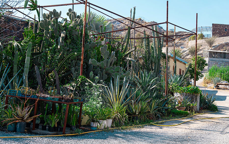 California's Destination for Summer Garden Plants