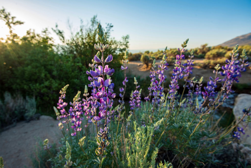 Wild lupines at sunset in the mountains/desert