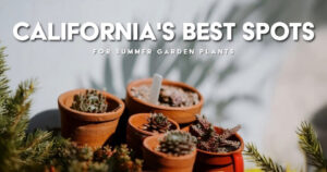 California’s Best Spot for Summer Garden Plants
