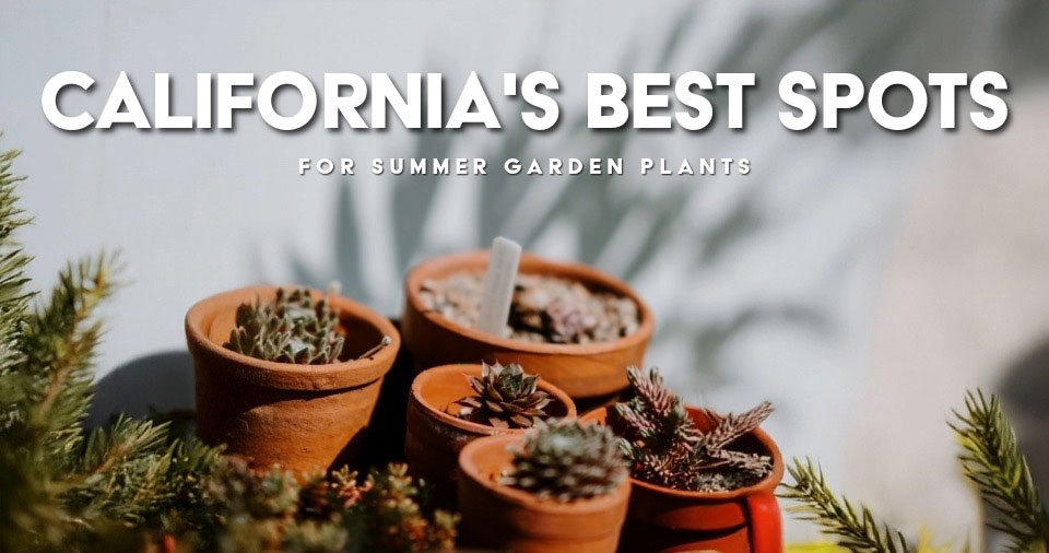 California’s Best Spot for Summer Garden Plants